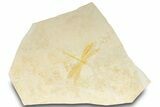 Detailed Fossil Dragonfly - Solnhofen Limestone #317481-1